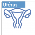 Utérus